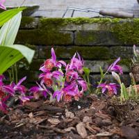 Garden orchid pleione 2