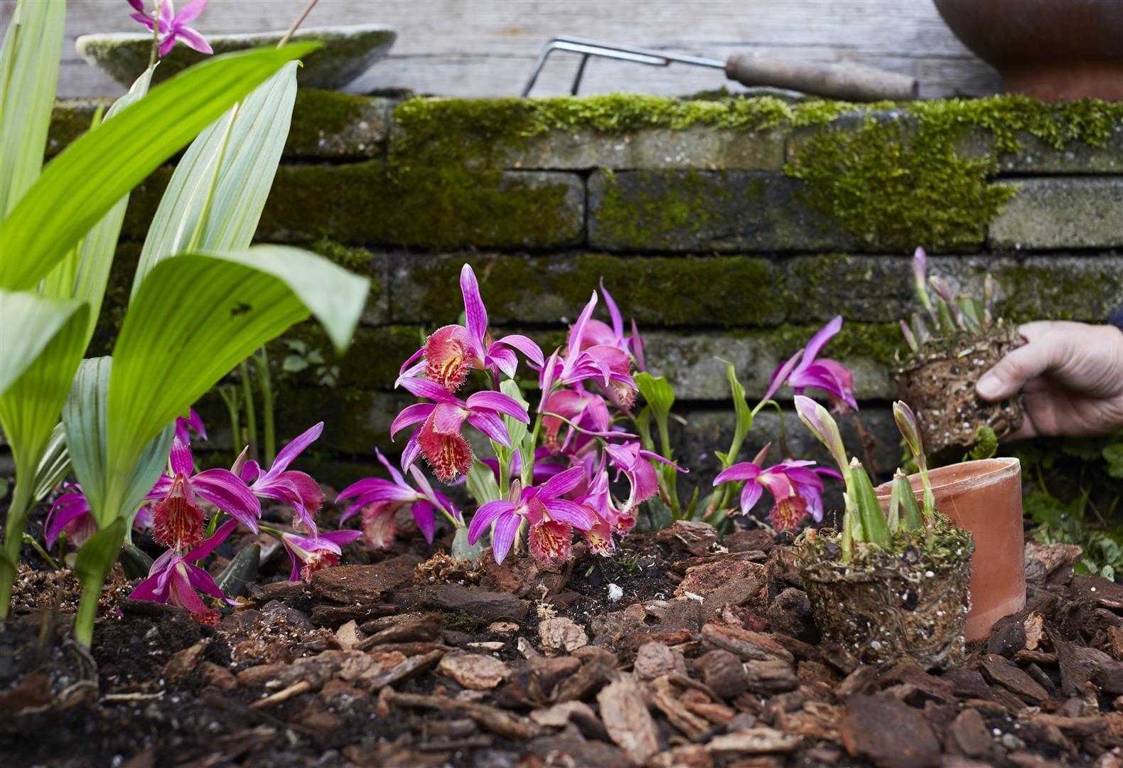 Garden orchid pleione 2