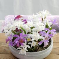 Garden orchid pleione 7 scaled