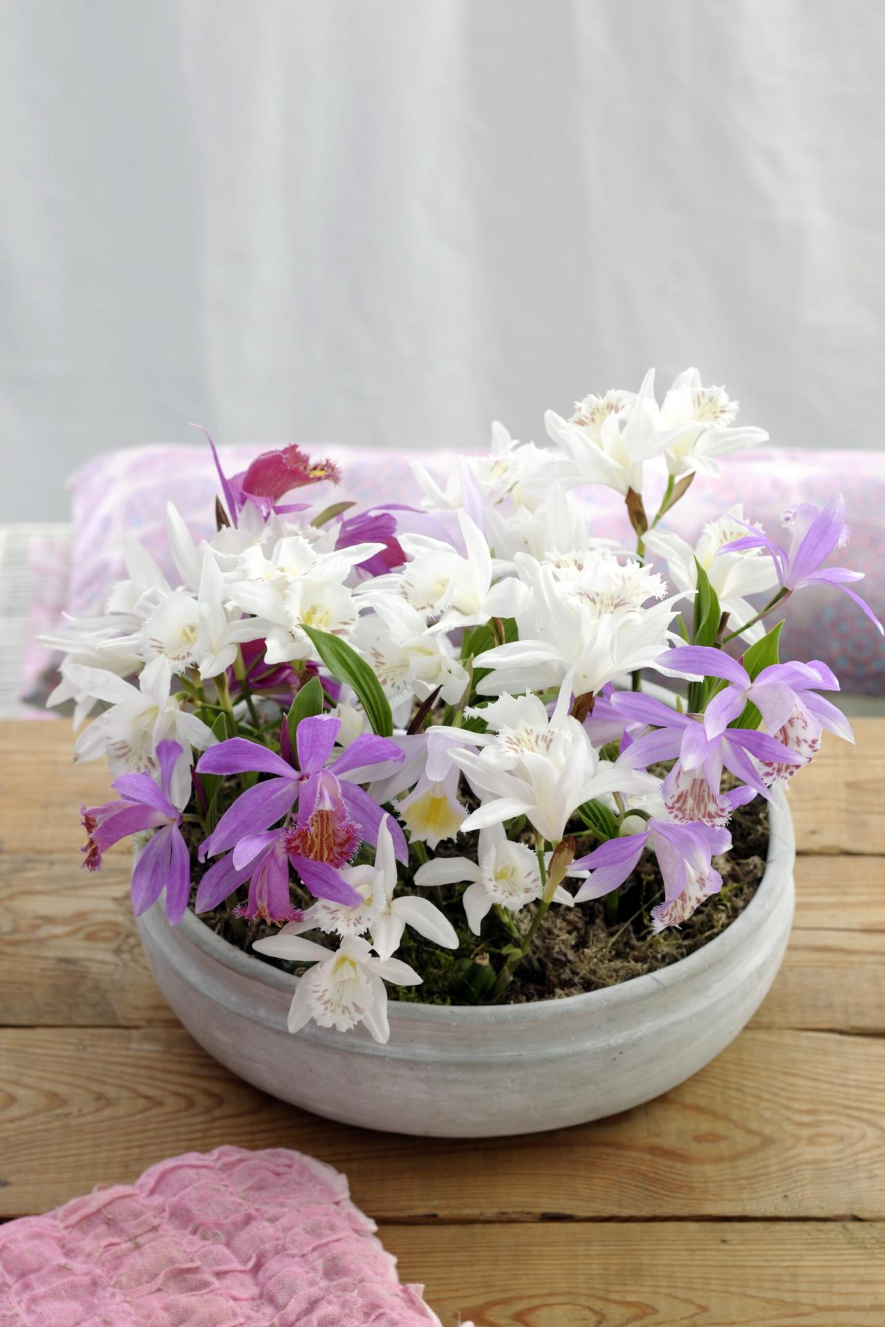 Garden orchid pleione 7 scaled