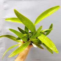 Guarianthe bowringiana f coerulea 1 1