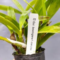 Guarianthe bowringiana f coerulea 2 1