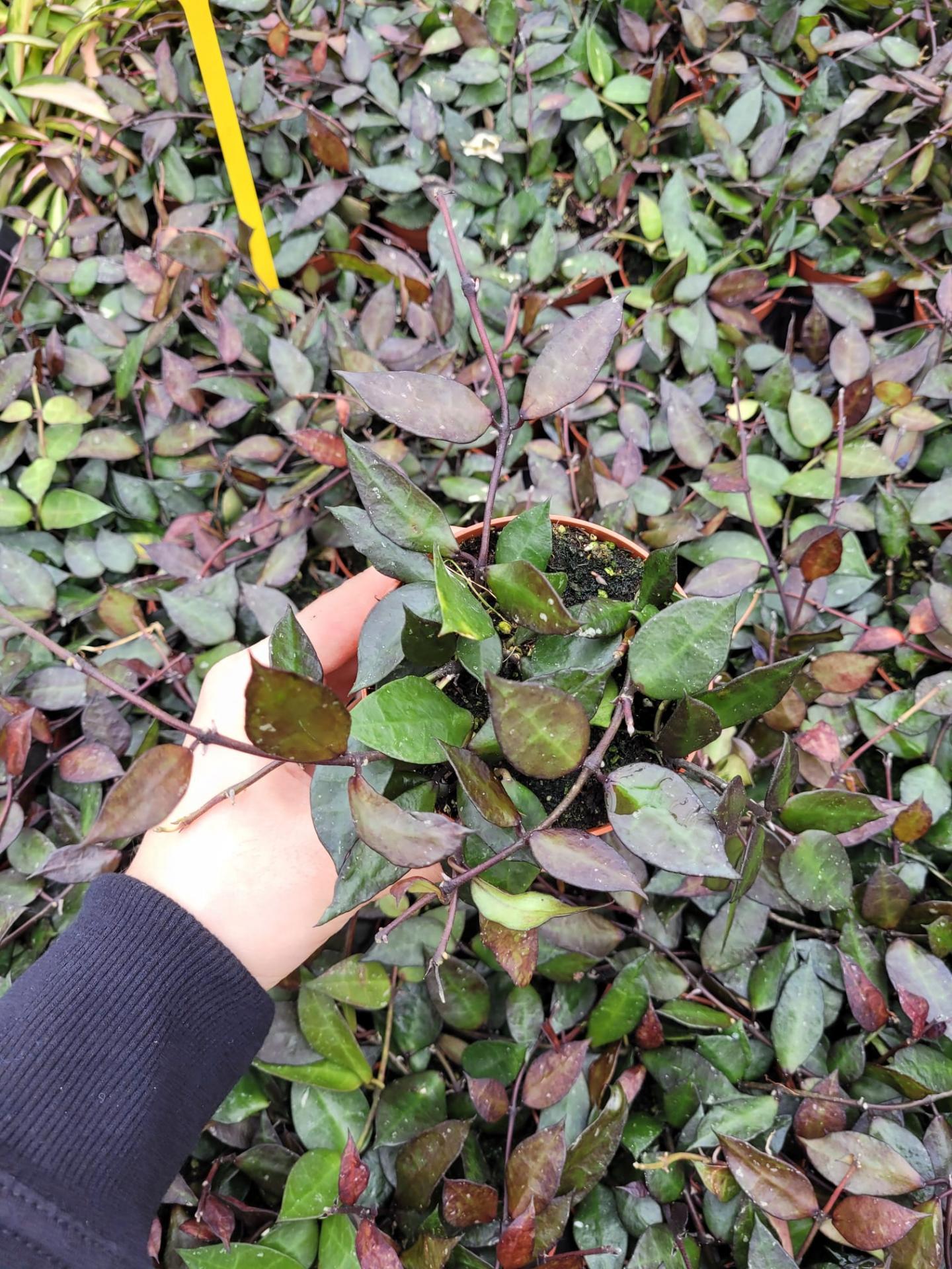 Hoya black leaves 9