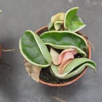 Hoya carnosa compacta variegata