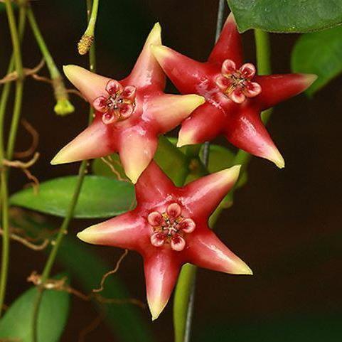 Hoya coronaria red