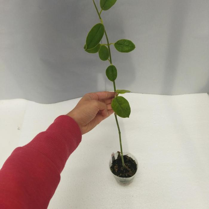 Hoya coronaria red (7.5cm)