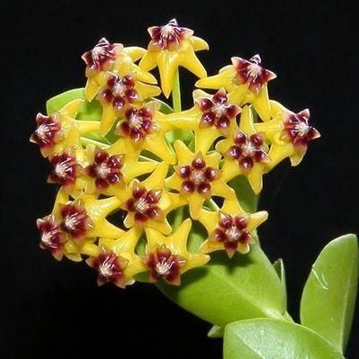 Hoya cumingiana
