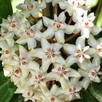 Hoya elliptica