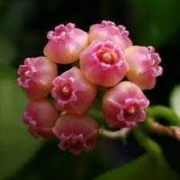 Hoya heuschkeliana pink