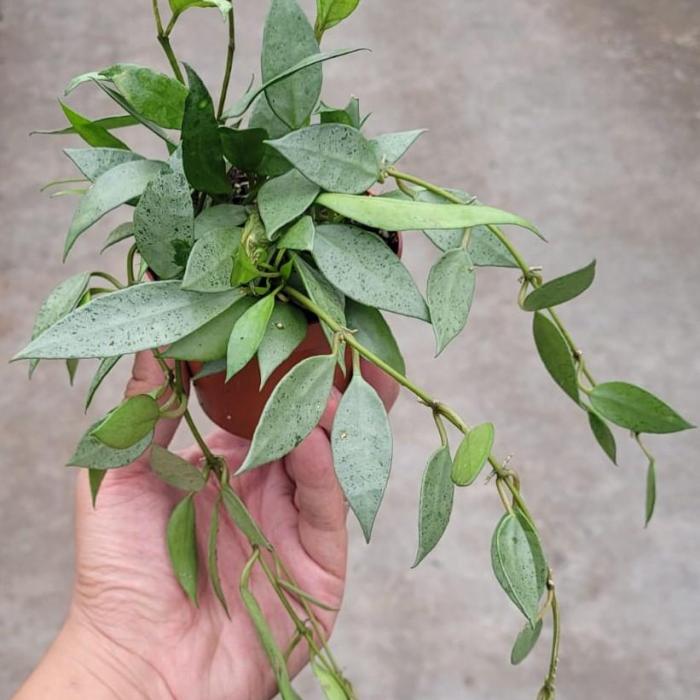 Hoya lacunosa mint (9cm)