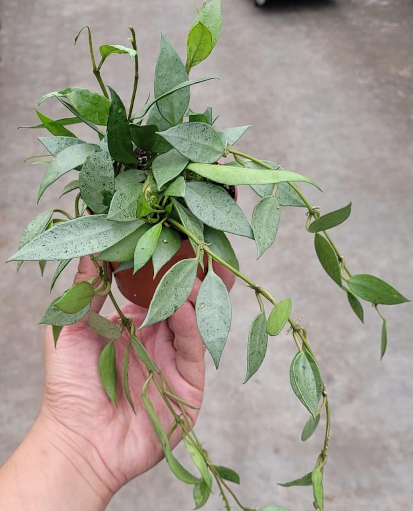Hoya lacunosa mint 2
