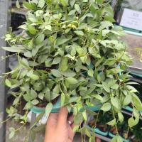 Hoya lacunosa mint