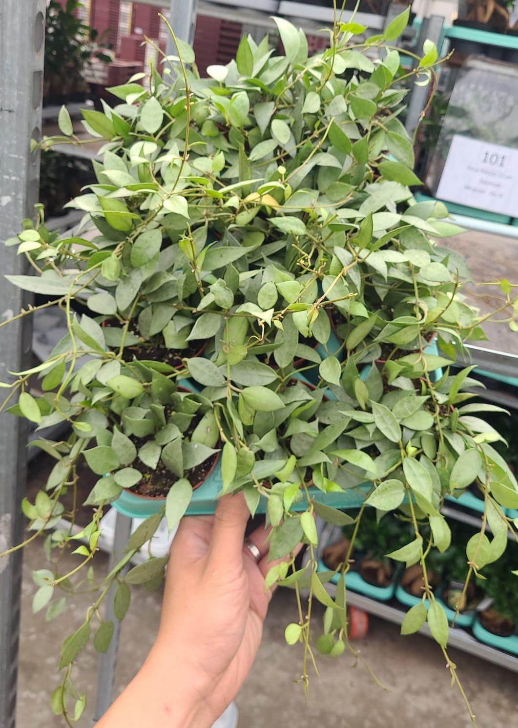 Hoya lacunosa mint