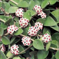 Hoya nummularioides