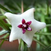 Hoya retusa
