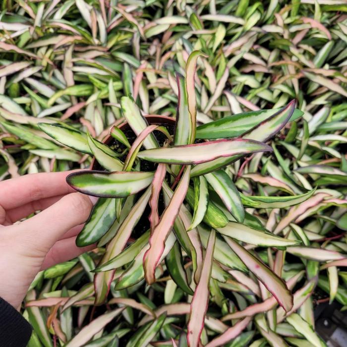 Hoya wayetii Tricolor (9cm)