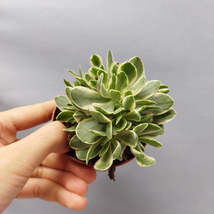 Crassula swaziensis variegata (8,5cm)