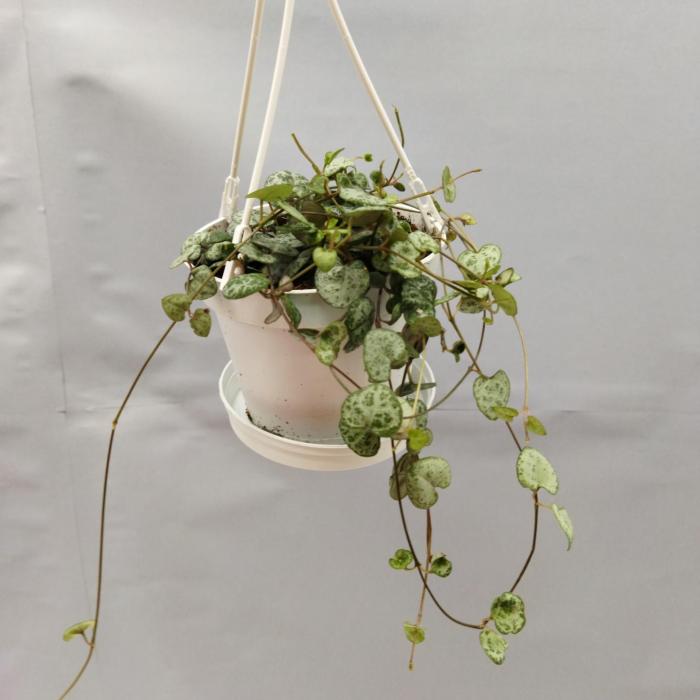 Ceropegia woodii suspension (11cm)