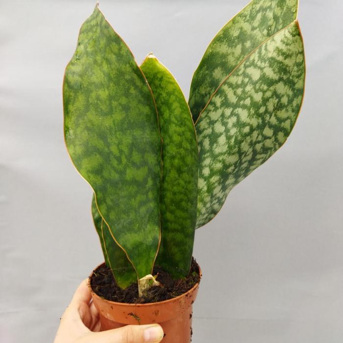 Sansevieria masoniana VICTORIA (Ø10 cm)