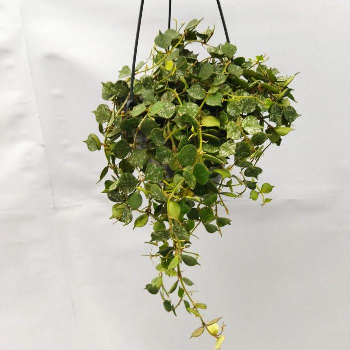 Hoya curtisii