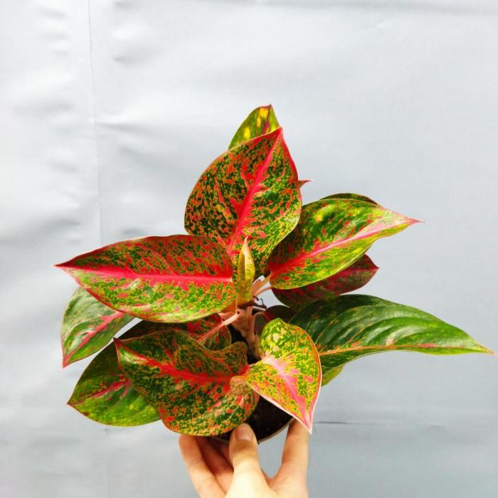 Aglaonema  rouge  (Ø12cm)