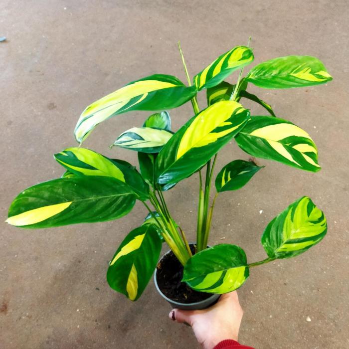 Calathea Golden Mozaic (12cm)