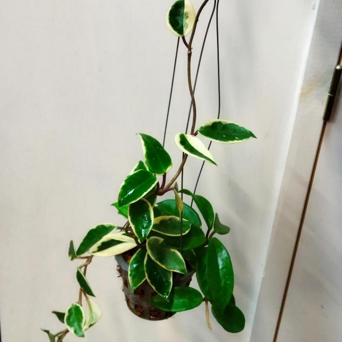 Hoya carnosa Albomarginata  (10.5cm)