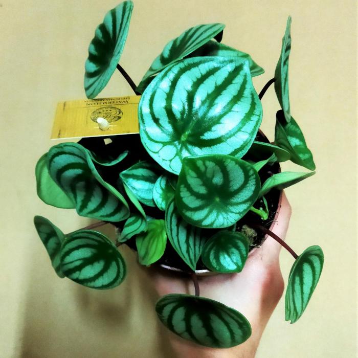 Peperomia argyreia (Ø11cm)