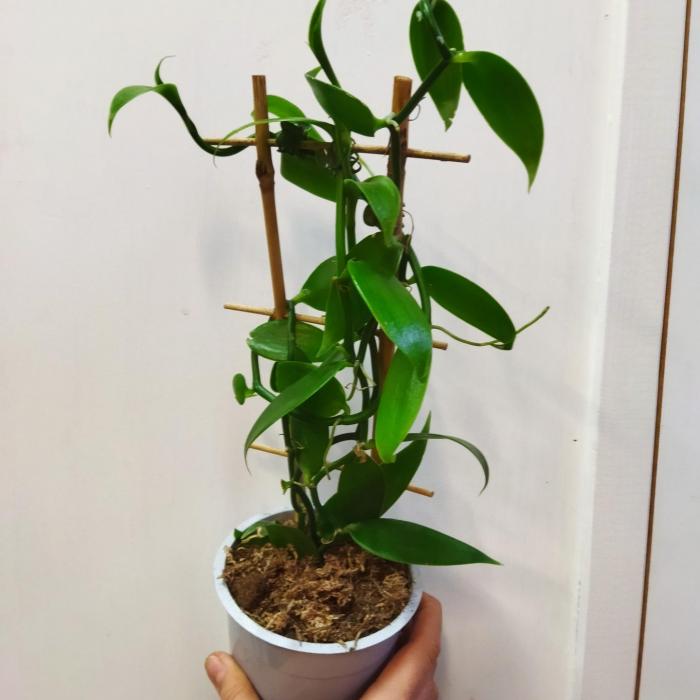 Vanilla planifolia (12cm)