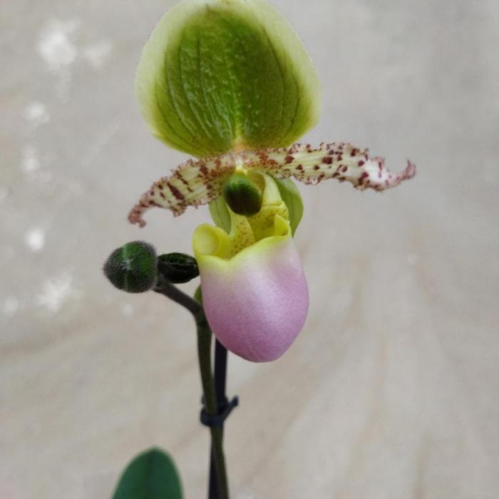 Orchidée Paphiopedilum Pinocchio