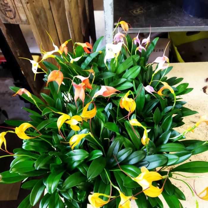 Orchidee  Masdevallia couleurs mixtes (Ø9cm)