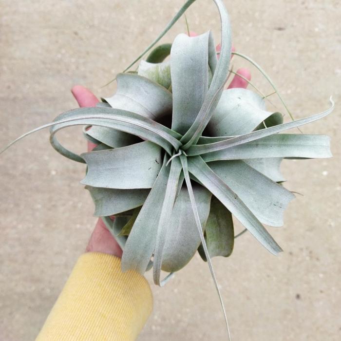 Tillandsia Xerographica