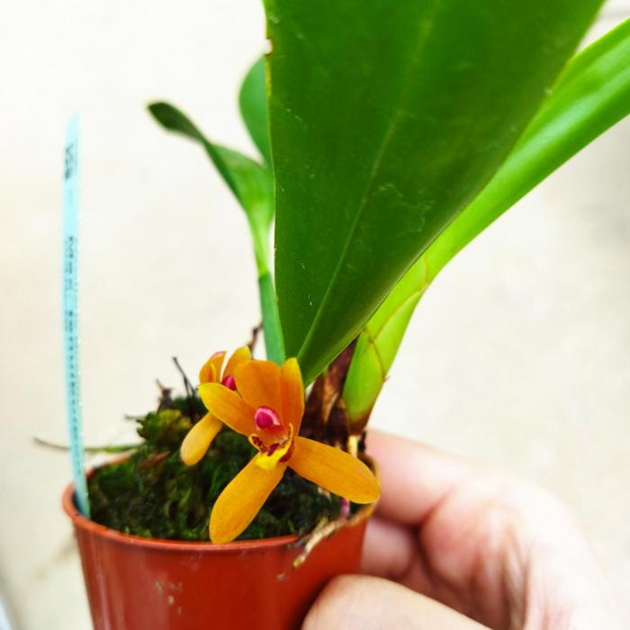 Maxillaria tenuibulbon