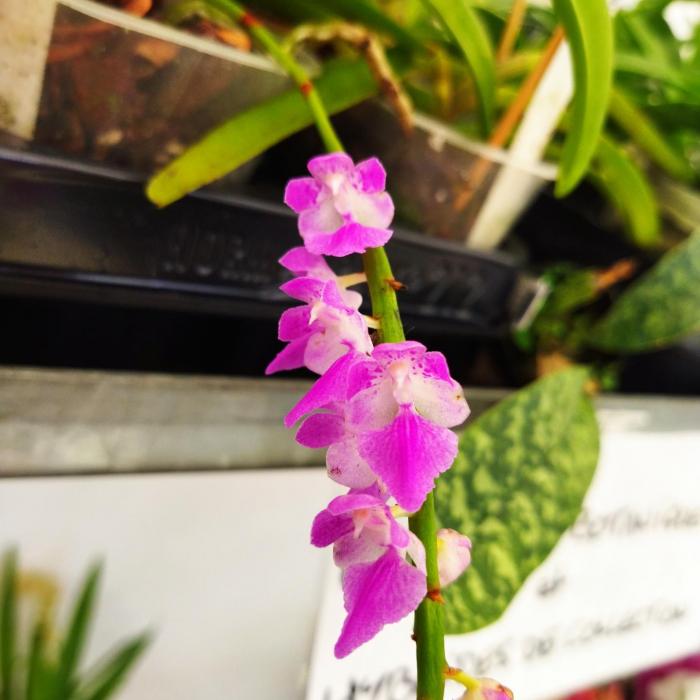 Aerides rosea