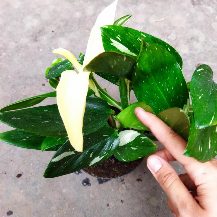 Philodendron Cobra Variegata (Ø13cm)