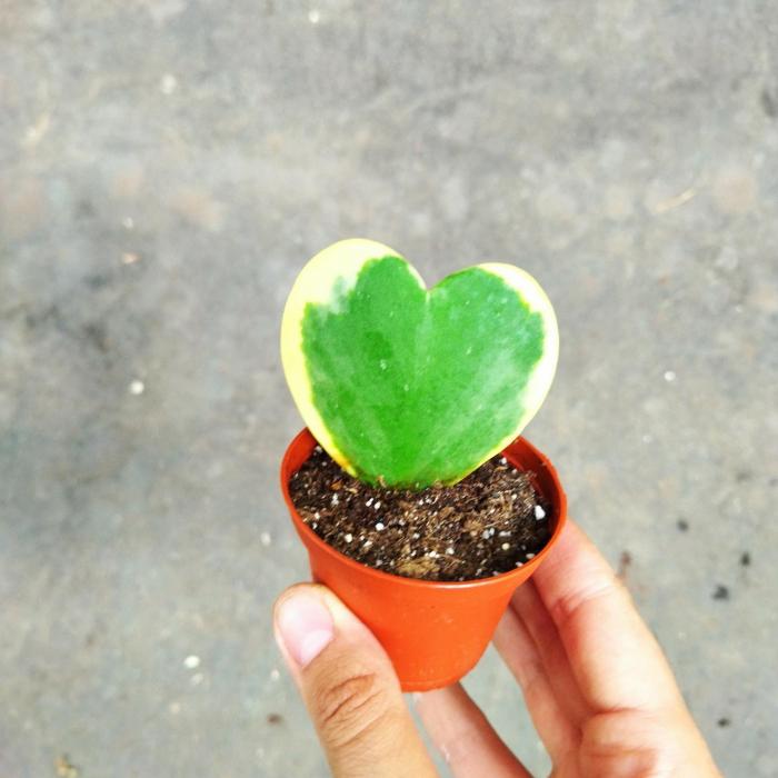 Hoya Kerrii variegata