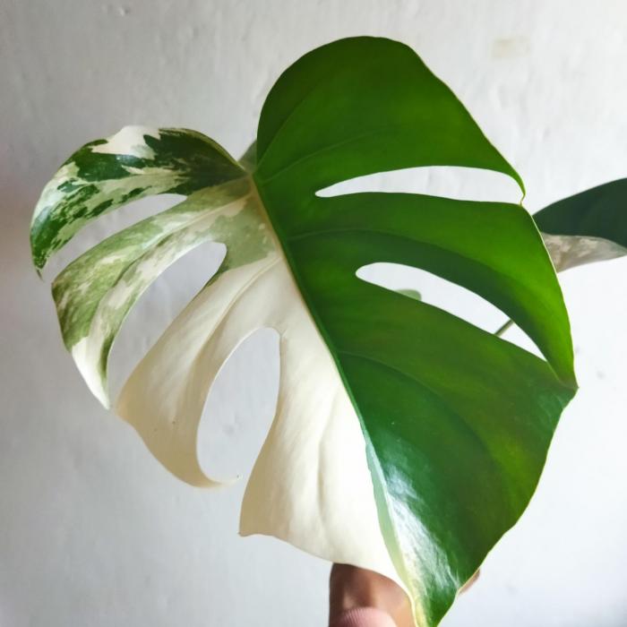 Monstera deliciosa Variegata blanc+ (Ø15cm)