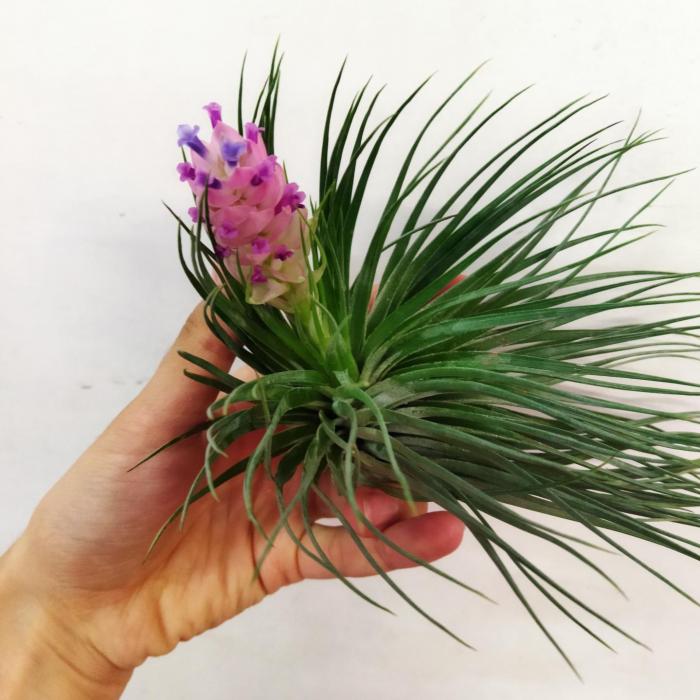 Tillandsia stricta