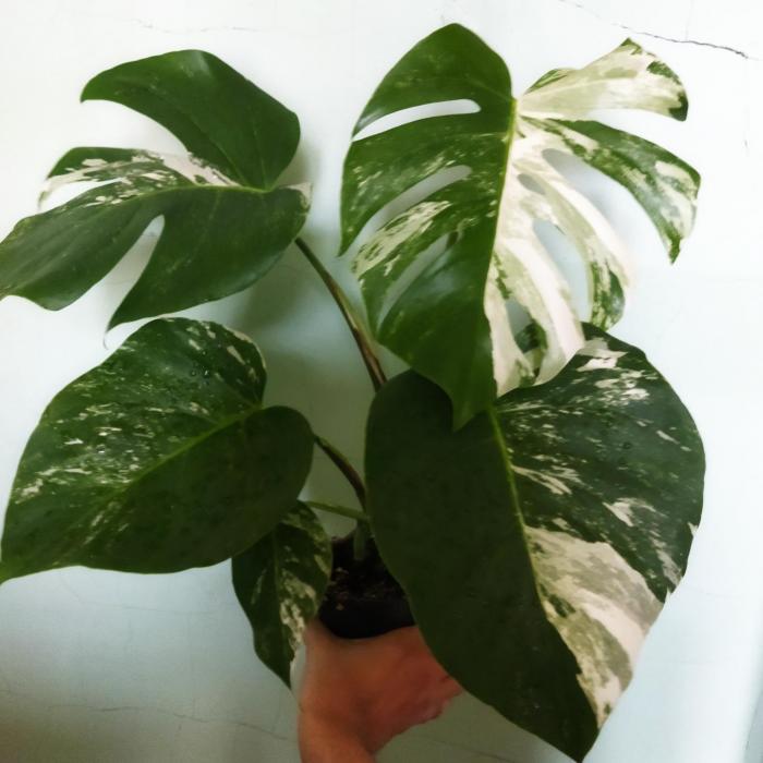 Monstera deliciosa Variegata (Ø15 cm)