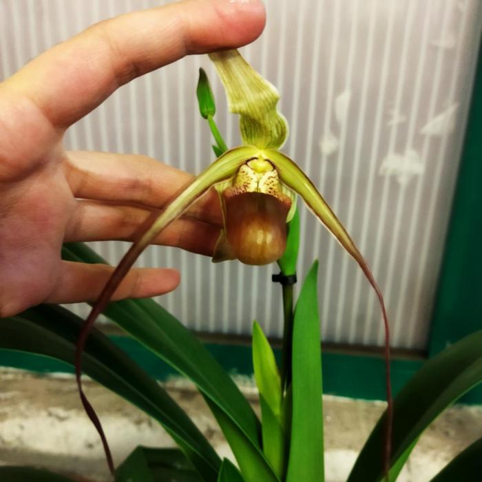 Orchidée Phragmipedium