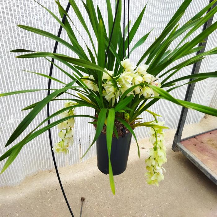 Cymbidium cascade