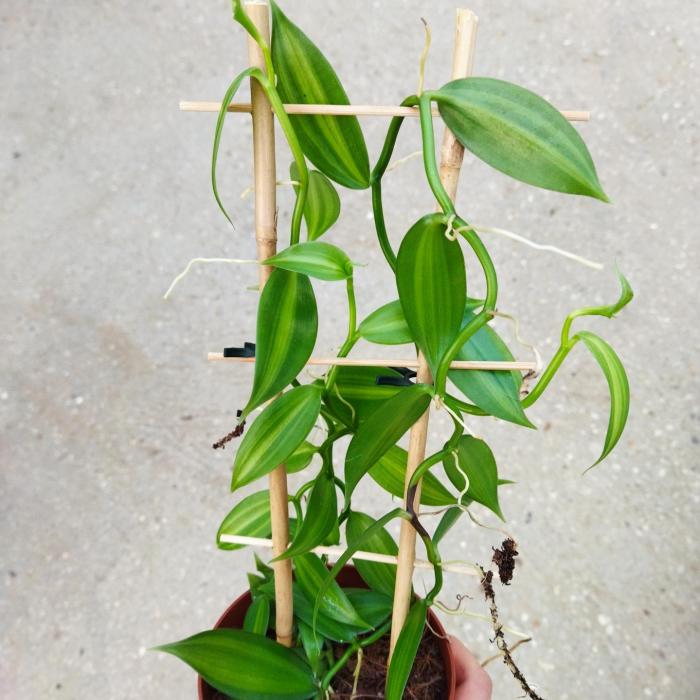 Orchidée Vanilla planifolia variegata