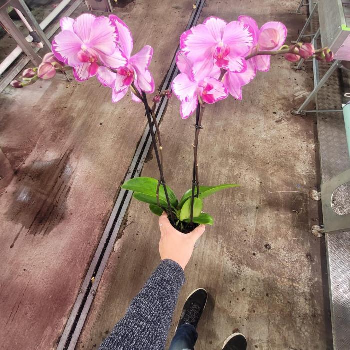 Orchidée Toshi (Ø12cm)