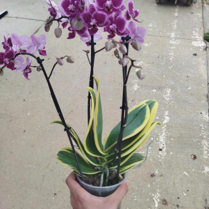 Phalaenopis variegata (12cm)