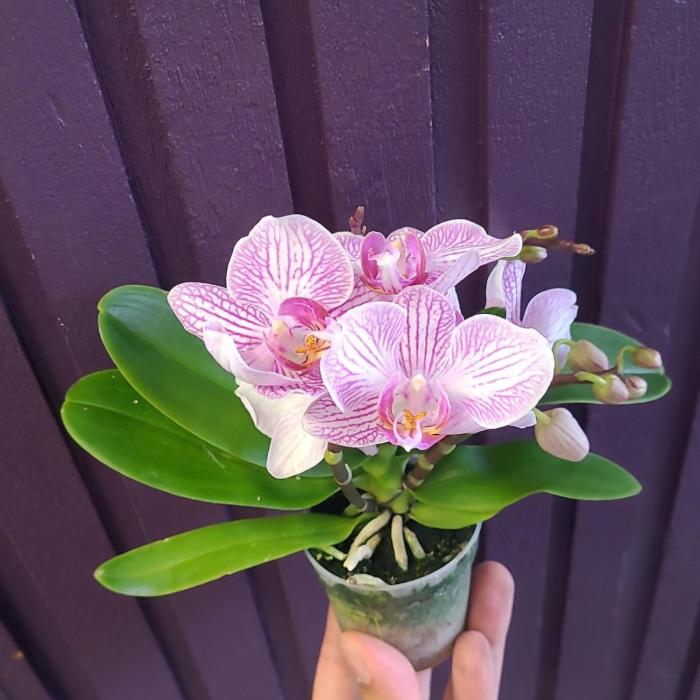 Mini orchidée 