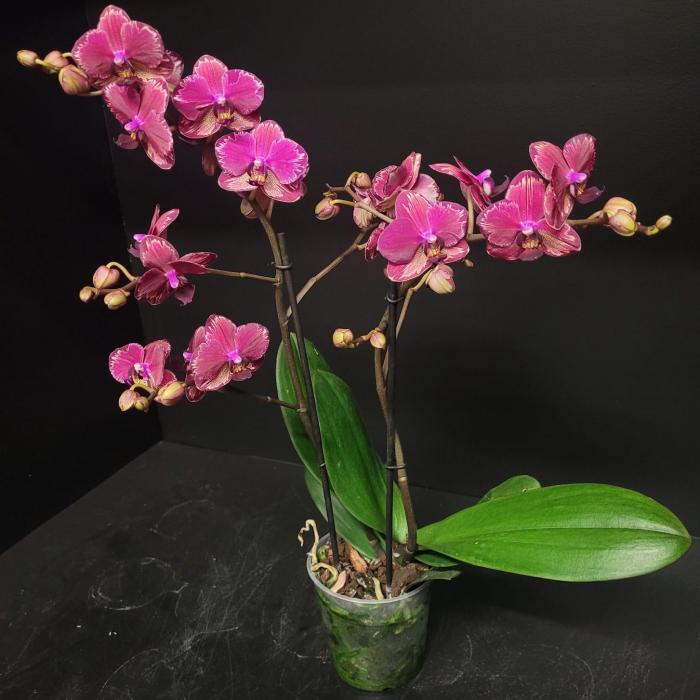 Phalaenopsis 