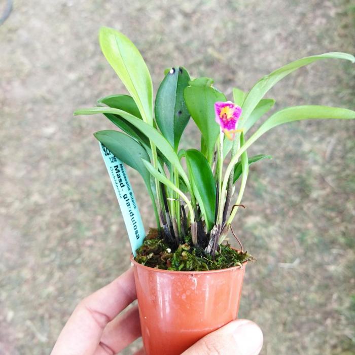 Masdevallia glandulosa (6cm)