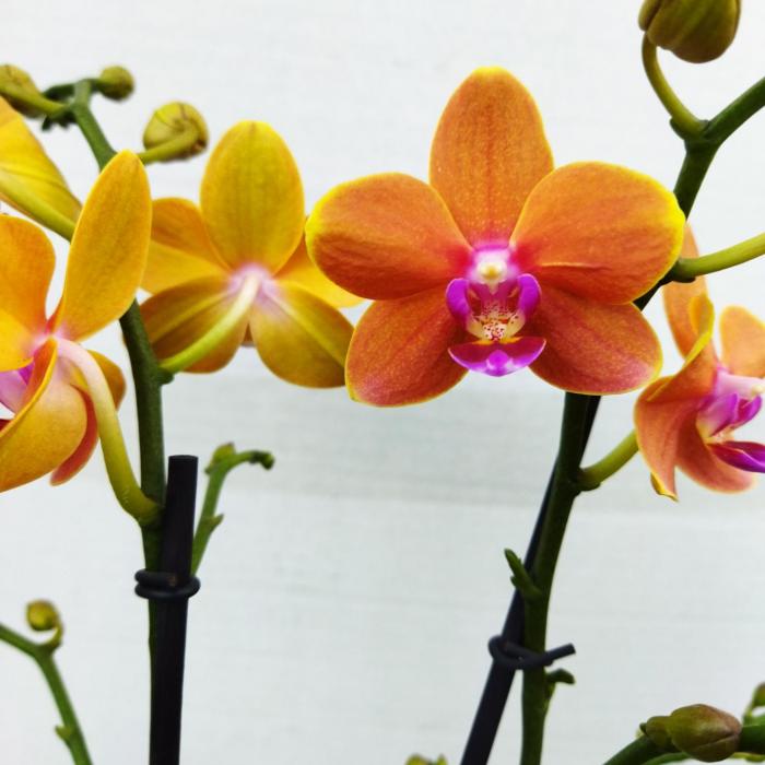 Phalaenopsis 