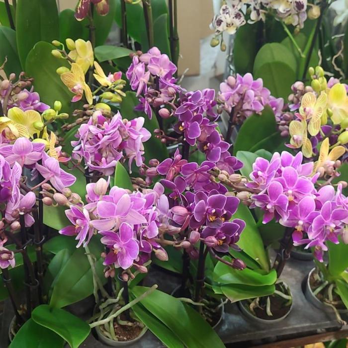 Mini orchidée (pot D 7cm)