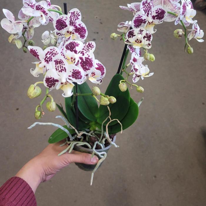 Phalaenopsis 